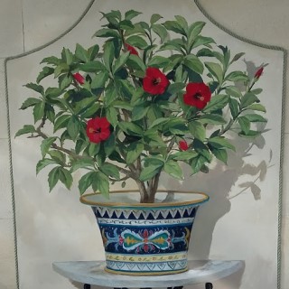 Plant in Pot